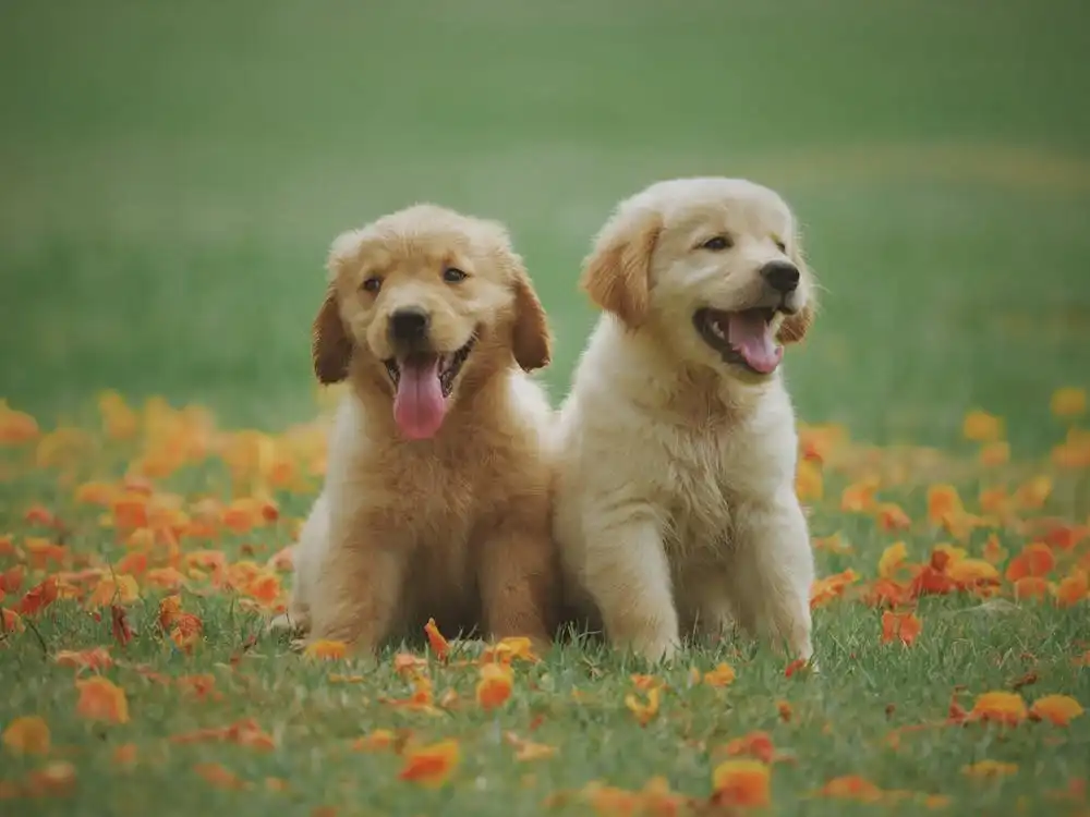 2 dog in the grass