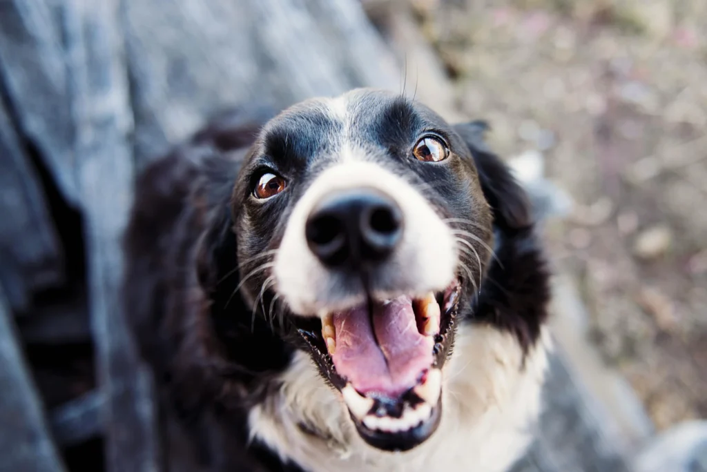 A dog is looking straight into the lens