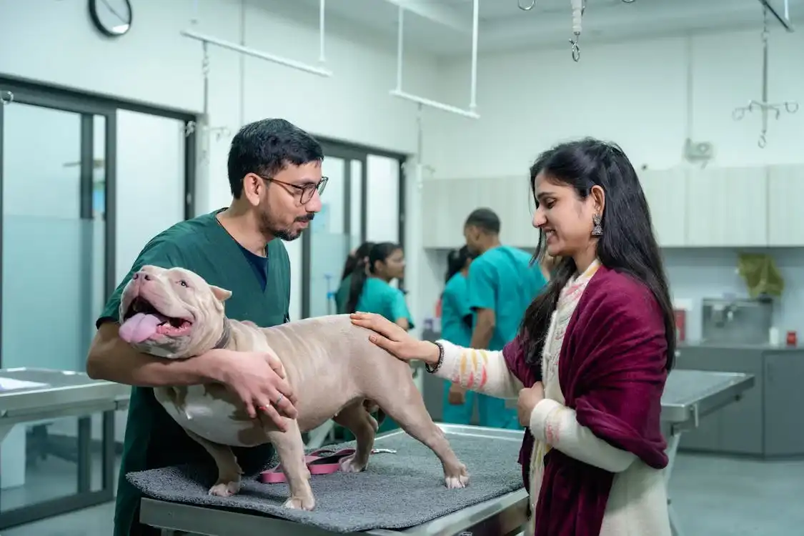 Pitbull is being examined at the veterinary clinic