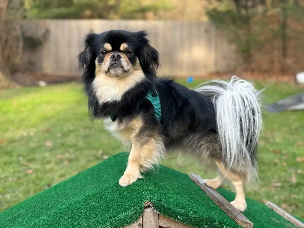 The dog climbed onto the roof of the barn
