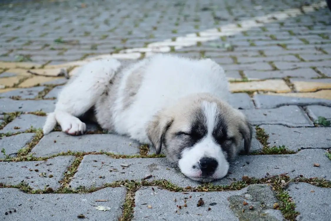 a white fur dog is lying on the ground