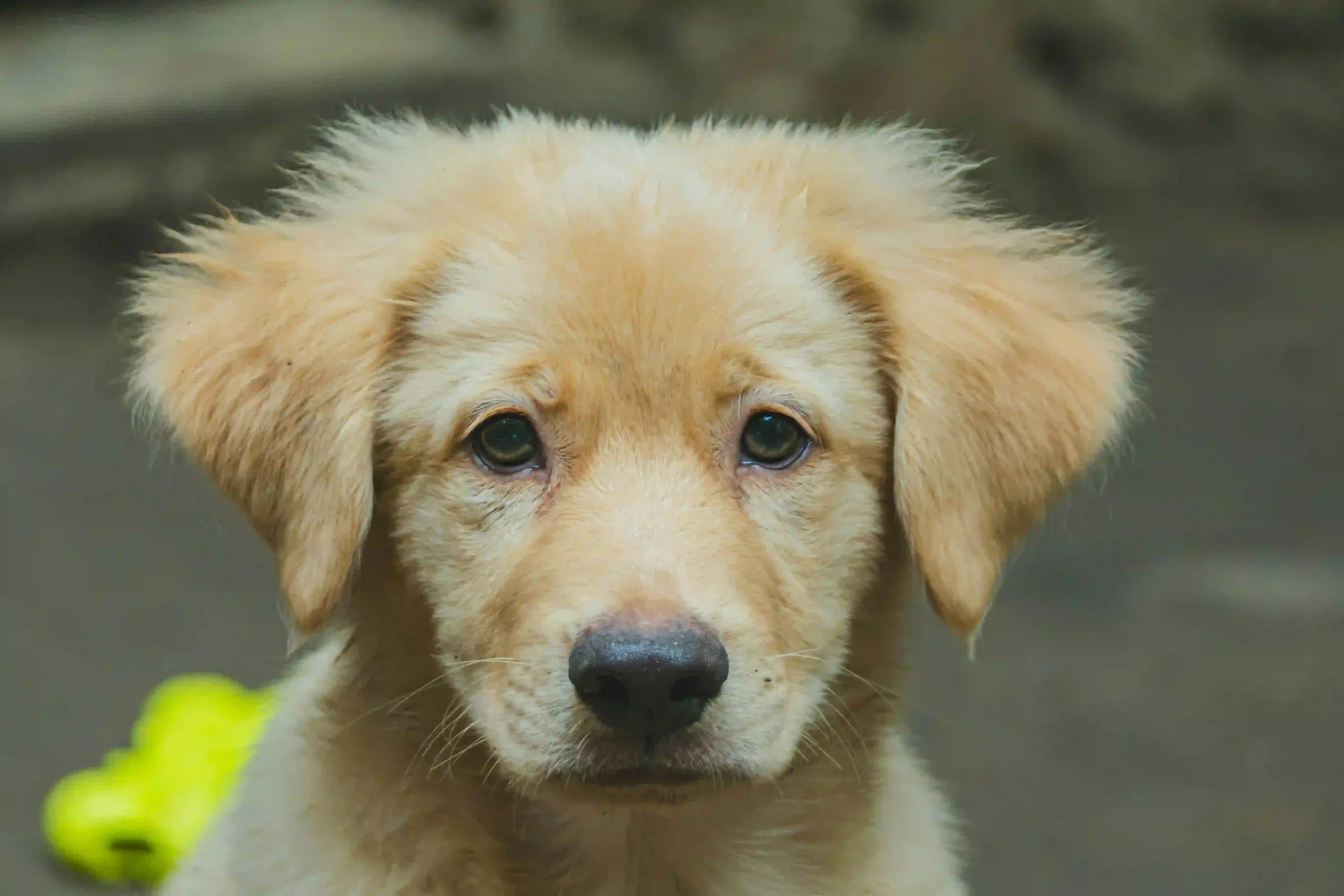 a yellow fur dog