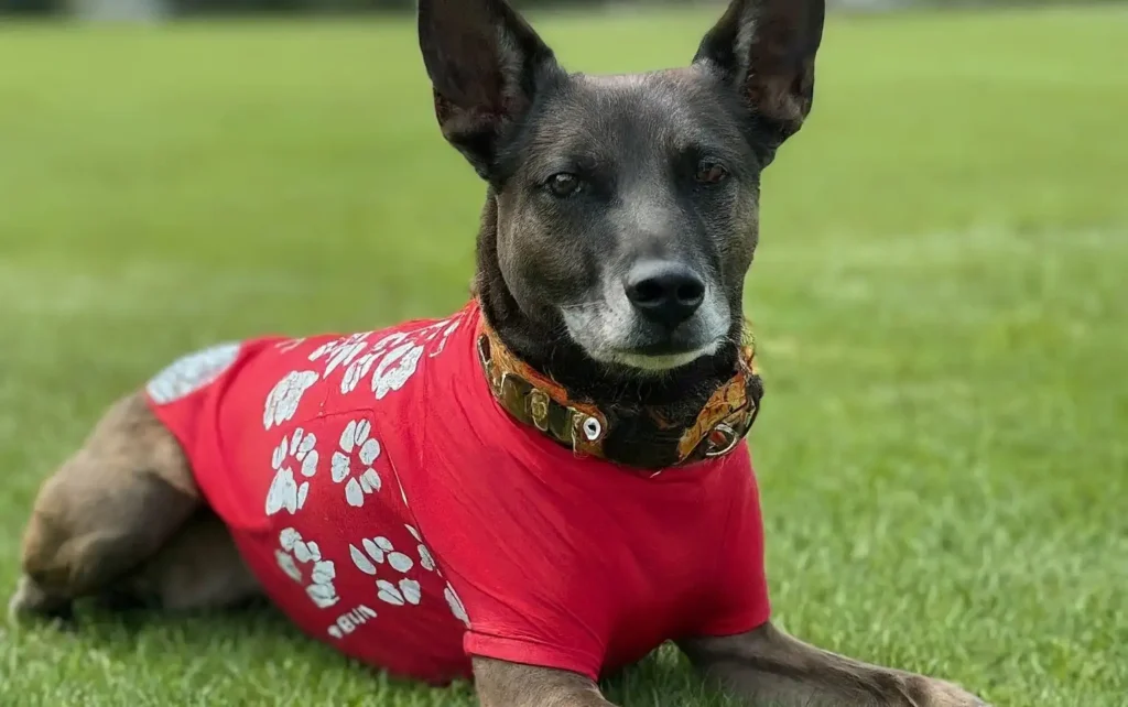 a dog wearing a dog shirt for dog lying on the grass