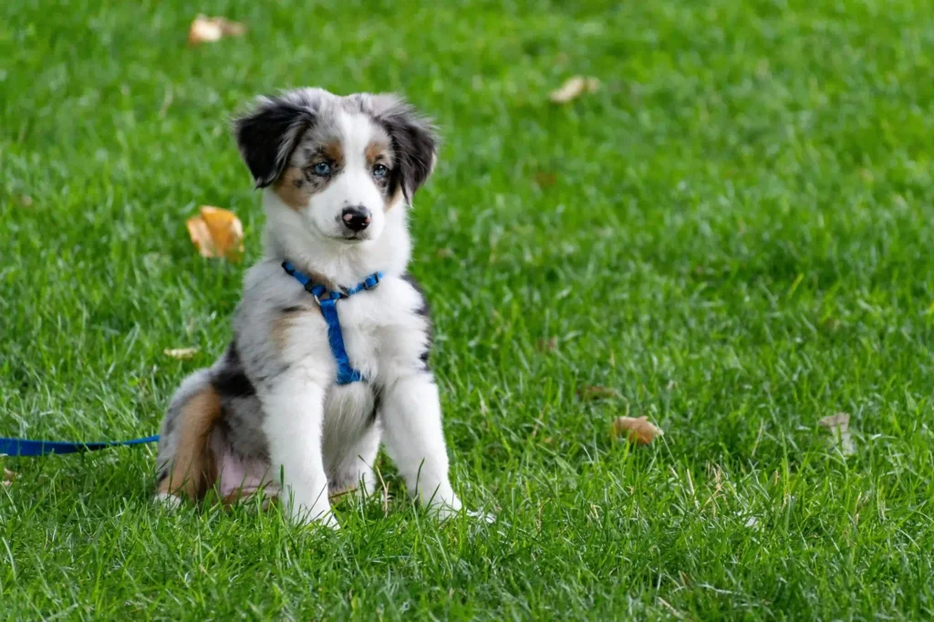 A puppy is standing in the grass