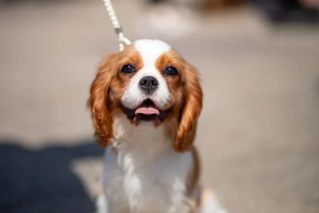 A dog is smiling while being taken for a walk