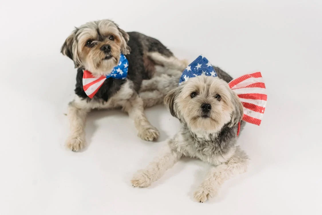 2 dogs wearing collars with American flag accessories