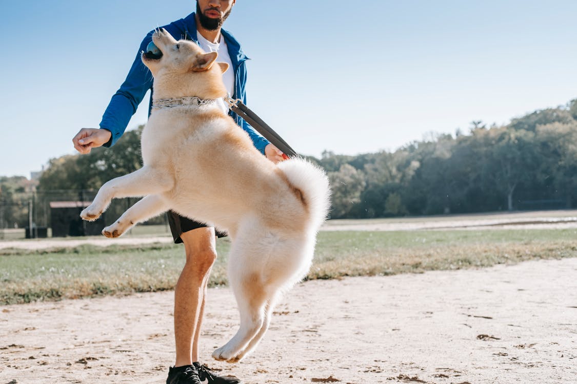 A dog is playing with its owner on the sand