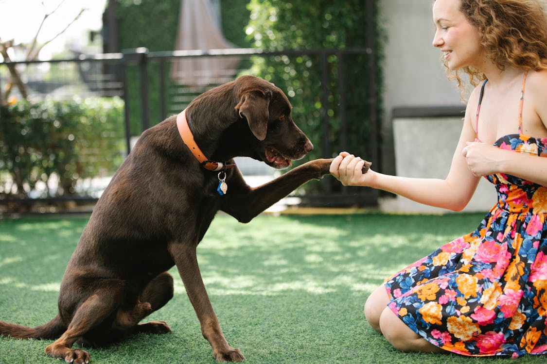 The owner is teaching the dog to shake hands