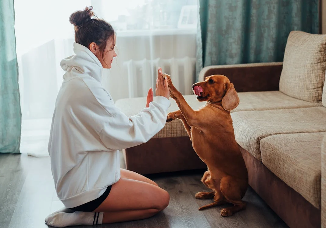 A dog is high-fiving its owner